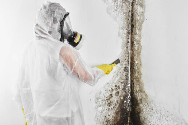 Mold Removal Process in La Vergne, TN