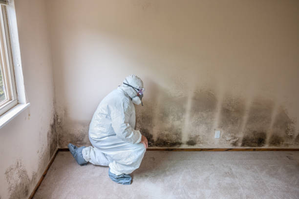 Best Commercial Mold Removal  in La Vergne, TN