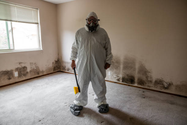 Best Attic Mold Removal  in La Vergne, TN