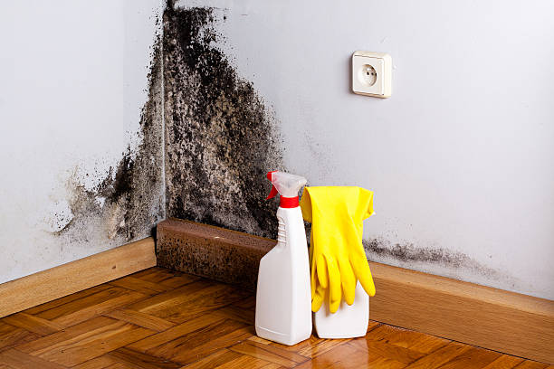 Best Residential Mold Removal  in La Vergne, TN